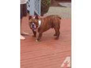 Bulldog Puppy for sale in ARLINGTON, WA, USA