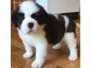 Saint Bernard Puppy for sale in Auburn, IL, USA