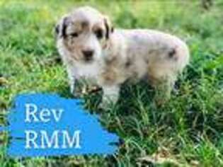 Miniature Australian Shepherd Puppy for sale in Oronogo, MO, USA