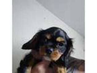 Cavalier King Charles Spaniel Puppy for sale in East Providence, RI, USA