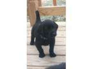 Labradoodle Puppy for sale in Gallatin, MO, USA