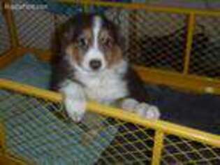 Miniature Australian Shepherd Puppy for sale in West Plains, MO, USA