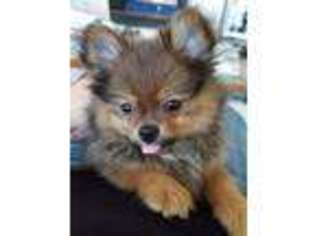 Pomeranian Puppy for sale in Vista, CA, USA