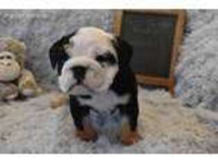 Bulldog Puppy for sale in Rochester, NY, USA