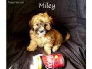 Mutt Puppy for sale in Umatilla, FL, USA