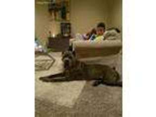 Cane Corso Puppy for sale in Newberry Springs, CA, USA