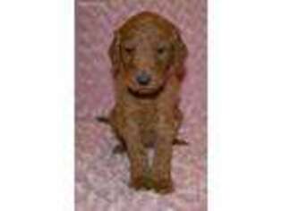 Goldendoodle Puppy for sale in Fort Valley, VA, USA
