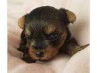 Yorkshire Terrier Puppy for sale in Coldwater, MS, USA