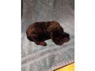 Labradoodle Puppy for sale in Phenix City, AL, USA