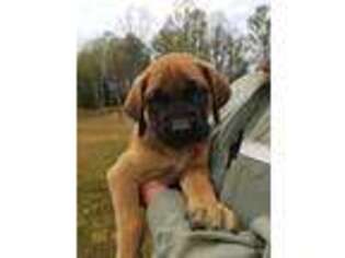 Mastiff Puppy for sale in Troutville, VA, USA