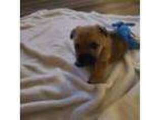 Cairn Terrier Puppy for sale in Gwinn, MI, USA