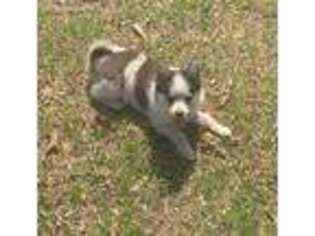 Alaskan Klee Kai Puppy for sale in Fort Valley, GA, USA