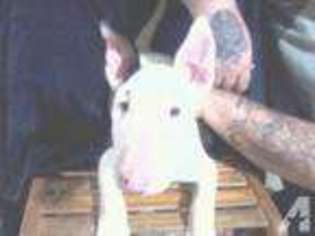 Bull Terrier Puppy for sale in FRANKLIN LAKES, NJ, USA