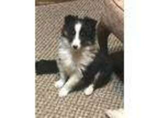 Shetland Sheepdog Puppy for sale in Martinsville, IN, USA