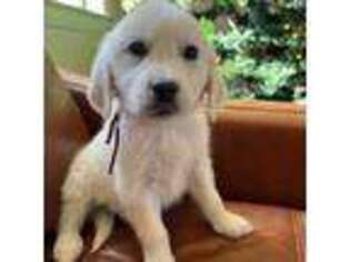 Mutt Puppy for sale in Las Vegas, NV, USA