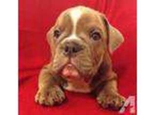 Bulldog Puppy for sale in SAVANNAH, GA, USA