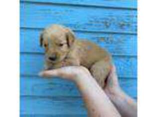 Golden Retriever Puppy for sale in Victorville, CA, USA