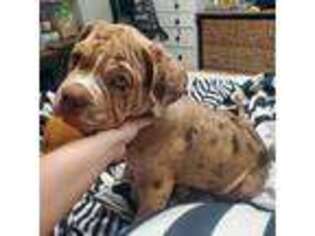 Neapolitan Mastiff Puppy for sale in Stafford, VA, USA