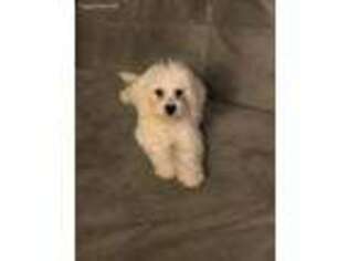 Bichon Frise Puppy for sale in Baltimore, MD, USA