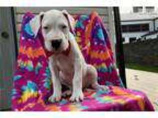 Dogo Argentino Puppy for sale in Lancaster, PA, USA