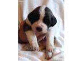 Saint Bernard Puppy for sale in Yacolt, WA, USA