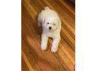 Bichon Frise Puppy for sale in Waukesha, WI, USA