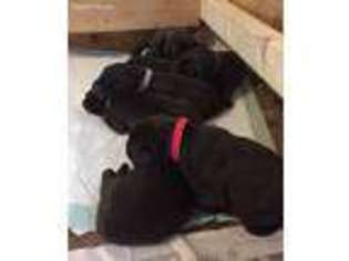 Labrador Retriever Puppy for sale in Leesburg, VA, USA