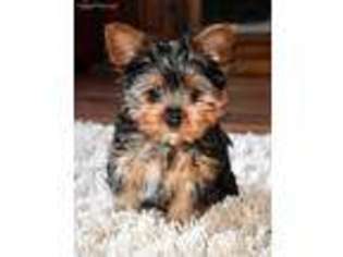 Yorkshire Terrier Puppy for sale in Boyden, IA, USA
