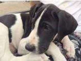 Great Dane Puppy for sale in Agoura Hills, CA, USA
