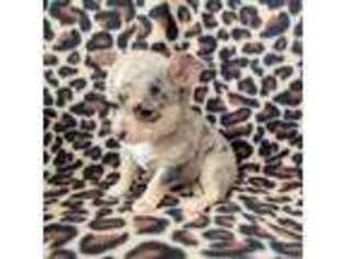 Chihuahua Puppy for sale in Newport, ME, USA