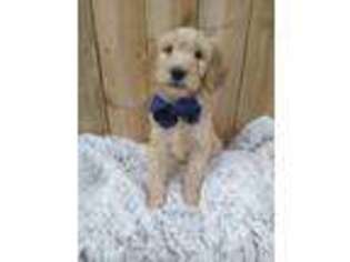 Goldendoodle Puppy for sale in Poland, IN, USA