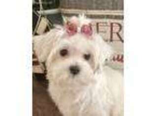 Maltese Puppy for sale in Hilton Head Island, SC, USA