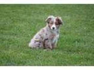 Miniature Australian Shepherd Puppy for sale in West Point, NE, USA