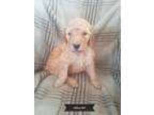 Goldendoodle Puppy for sale in Blair, WI, USA