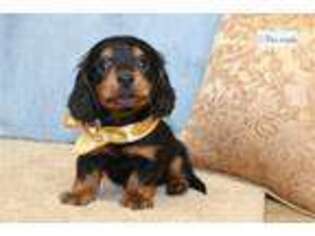 Mutt Puppy for sale in Saint Louis, MO, USA