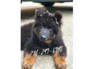 German Shepherd Dog Puppy for sale in Brooklyn, NY, USA