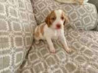 Brittany Puppy for sale in Russell, KS, USA