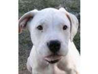 Dogo Argentino Puppy for sale in Middlebury, IN, USA