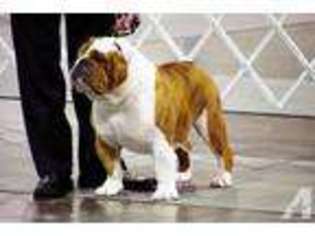 Bulldog Puppy for sale in FRUITA, CO, USA