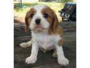 Cavalier King Charles Spaniel Puppy for sale in Noble, OK, USA