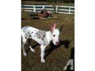 Great Dane Puppy for sale in JAYESS, MS, USA
