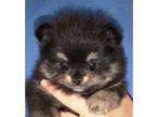 Pomeranian Puppy for sale in Berkeley Springs, WV, USA