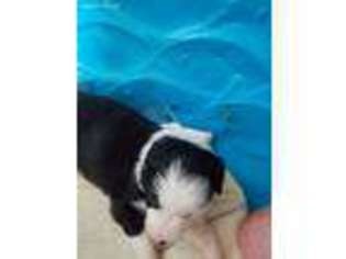Border Collie Puppy for sale in Newton Falls, OH, USA