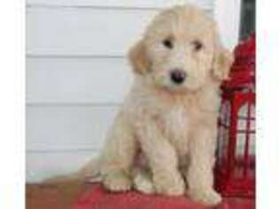 Goldendoodle Puppy for sale in Rochester, IN, USA