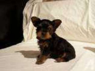 Yorkshire Terrier Puppy for sale in OCEAN VIEW, HI, USA