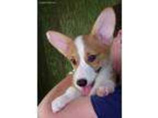 Pembroke Welsh Corgi Puppy for sale in Syracuse, NY, USA