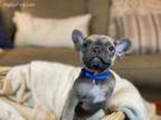 French Bulldog Puppy for sale in Middleton, TN, USA