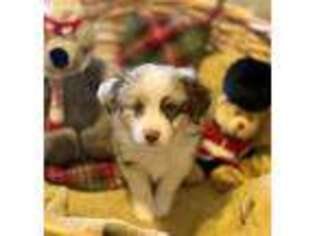 Miniature Australian Shepherd Puppy for sale in Minneapolis, MN, USA