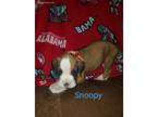 Boxer Puppy for sale in Cumming, GA, USA