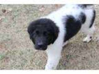 Newfoundland Puppy for sale in Greensboro, NC, USA